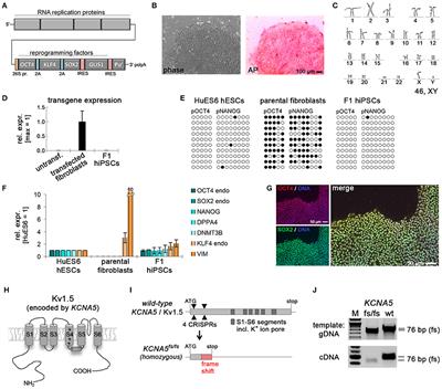 Cardiac Subtype-Specific Modeling of Kv1.5 Ion Channel Deficiency Using Human Pluripotent Stem Cells